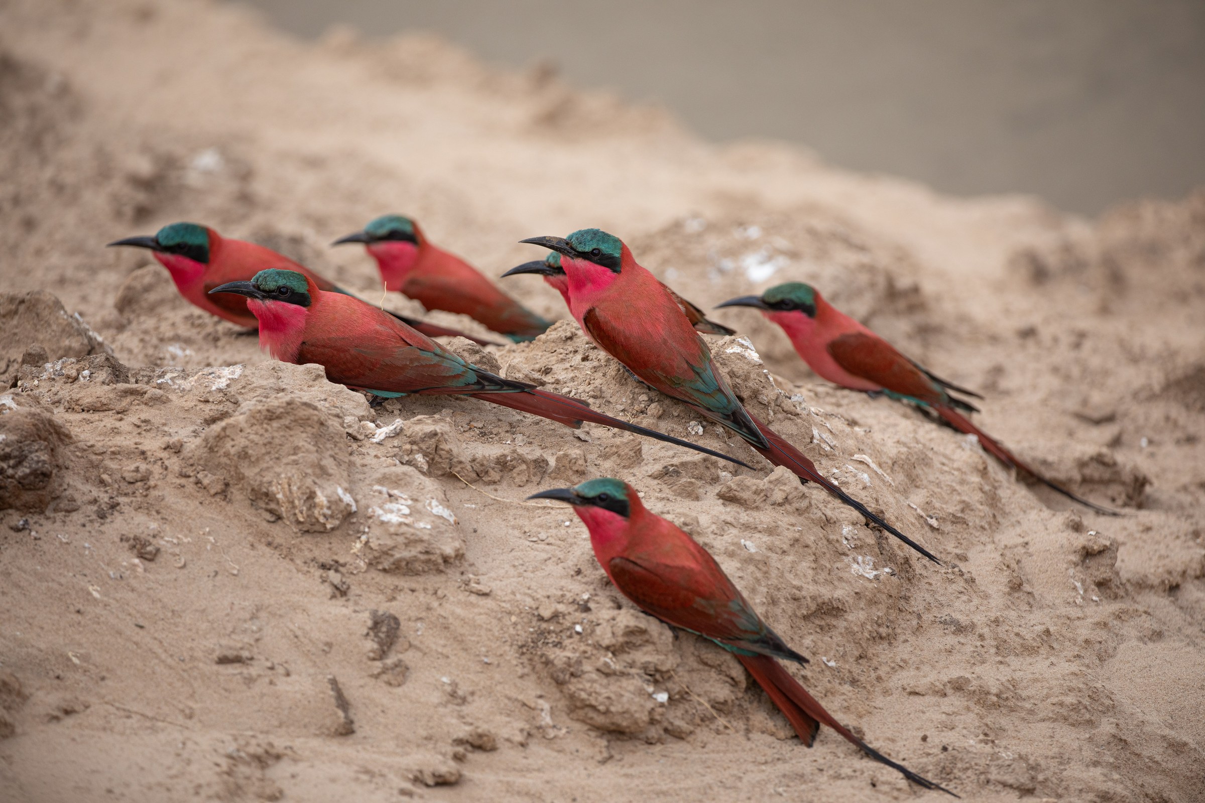A Riverbank Alive