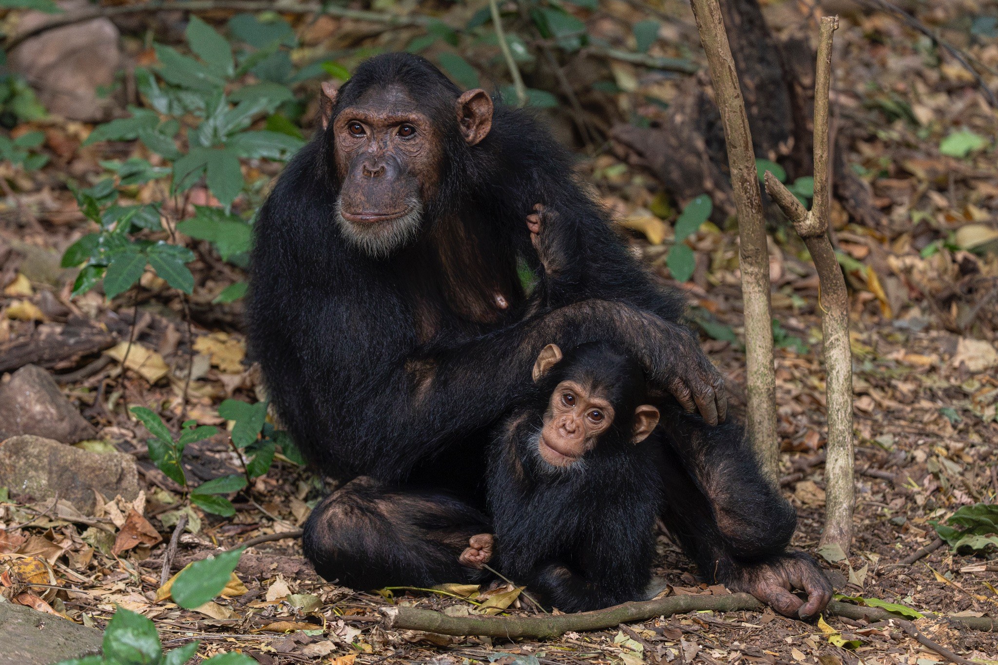 Fadhila & Fukama