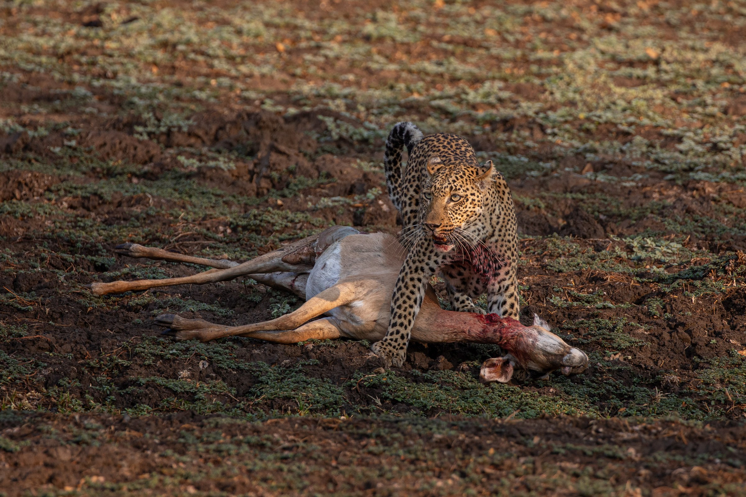 Lucy of Luangwa