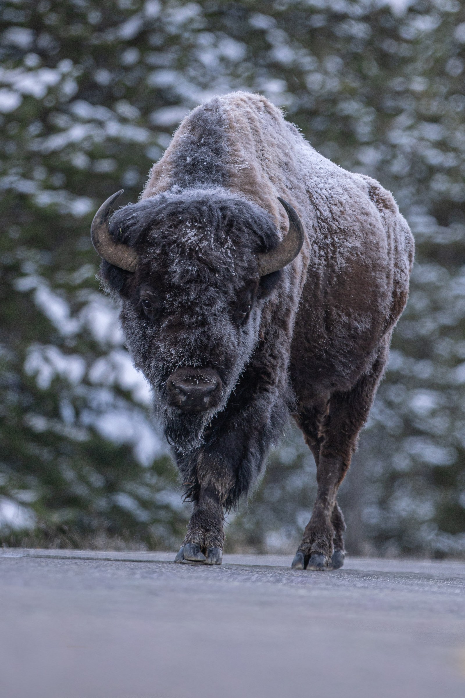 Winter Resident